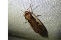 Ochropleura plecta
