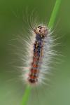 Lymantria dispar