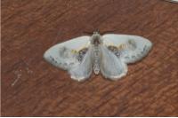 Cilix glaucata