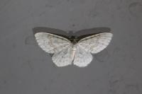 Asthena albulata