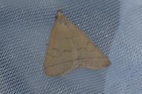Herminia tarsipennalis