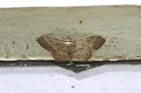 Idaea seriata