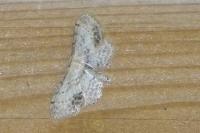 Idaea dimidiata