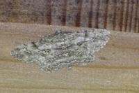 Peribatodes rhomboidaria rhomboidaria