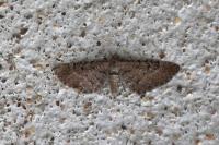 Eupithecia intricata
