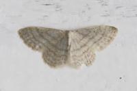 Idaea subsericeata