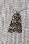Nycteola degenerana