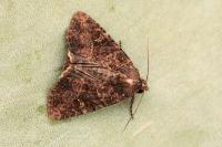 Mesapamea secalis