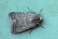 Caradrina flavirena