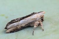 Cucullia scrophulariphaga