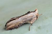 Cucullia scrophulariphaga