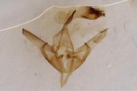 Cucullia verbasci