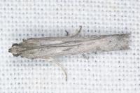 Phycitodes