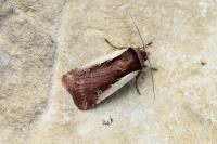 Ochropleura plecta