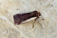 Ochropleura plecta