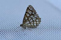 Chiasmia clathrata