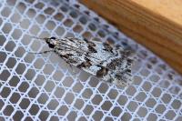 Scoparia pyralella