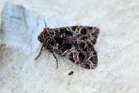 Sideridis rivularis