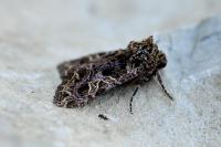Sideridis rivularis