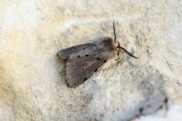 Diaphora mendica