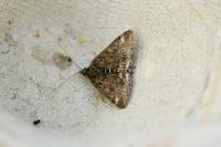 Pyrausta despicata