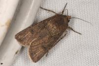 Agrotis segetum