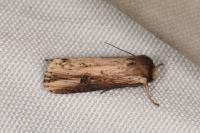 Axylia putris