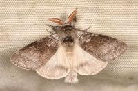 Calliteara pudibunda