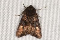 Euplexia lucipara