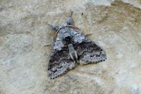 Calliteara pudibunda