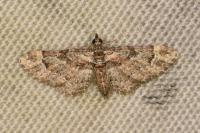 Gymnoscelis rufifasciata