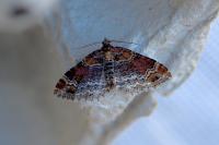 Xanthorhoe spadicearia