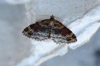 Xanthorhoe spadicearia