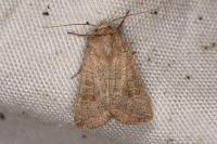 Hoplodrina ambigua