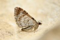 Xanthorhoe spadicearia