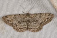 Hypomecis punctinalis