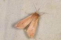 Mythimna unipuncta
