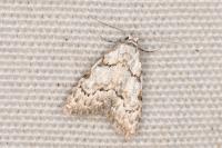 Nola confusalis