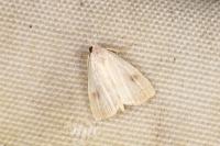 Rivula sericealis