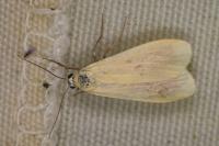 Wittia sororcula