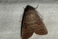 Hoplodrina ambigua/blanda