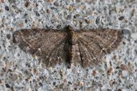 Eupithecia vulgata