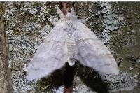 Calliteara pudibunda