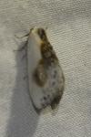 Cilix glaucata