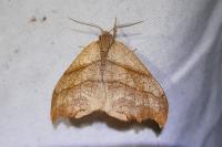 Falcaria lacertinaria