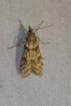 Eudonia angustea