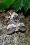 Drymonia dodonaea