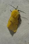 Spilarctia lutea