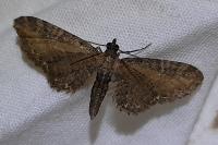 Eupithecia vulgata