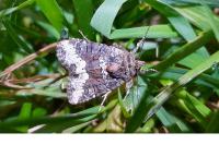 Oligia strigilis/versicolor